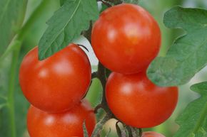 Tomate en grappe OpenSky� 'Schlingel Moritz'�
