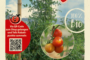 Graines de tomates OpenSky� 'Climbing Tom'