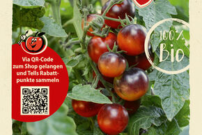 Graines de tomate OpenSky� ‘Happy Black’