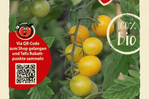 Graines de tomate OpenSky� ‘Morning Sun’