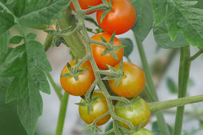 Tomate en grappe OpenSky� 'Schlingel Max'�