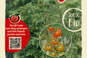 Graines de tomates OpenSky 'Schlingel Max'