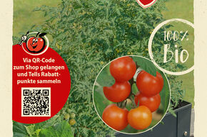 Graines de tomates OpenSky 'Schlingel Moritz'