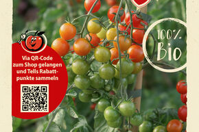 Graines de tomates OpenSky� 'Sugared'