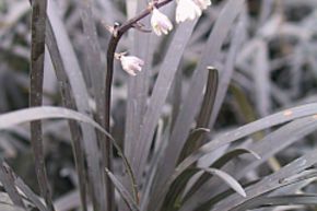 Barbe de serpent 'Nigrescens'