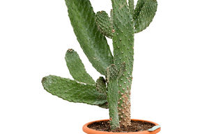 Cactus � disques