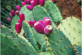 Cactus Opuntia engelmannii