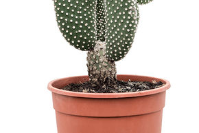 Cactus Raquette, Oreille de Lapin 'Albispina' - blanche