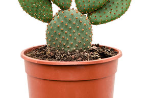 Cactus Raquette, Oreille de Lapin 'Rufida'
