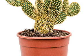 Cactus raquette, Oreille de lapin