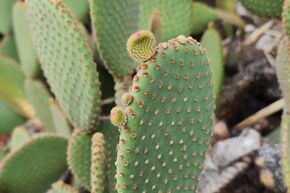 Cactus Opuntia rufida 