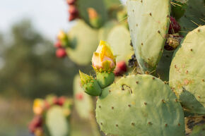 Oponce stricte, nopal �rig�
