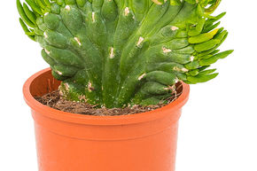 Opuntia subulata