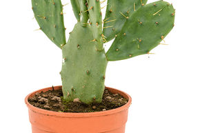 Opuntia, Cactus raquette (85-120)