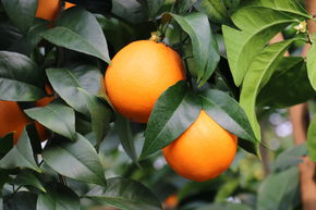 Oranger fraise 'Fragola'