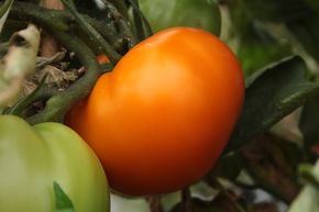 Tomate, Tomate charnue 'Orange Wellington'