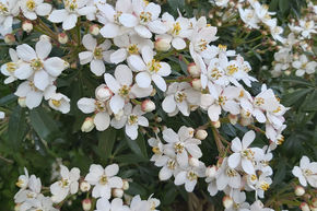 Oranger du Mexique 'Greenfingers'