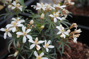 Oranger du Mexique 'White Dazzler�'