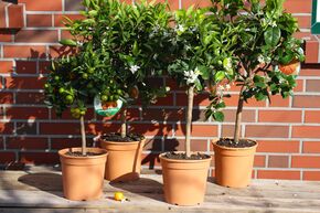 Lot d'agrumes 'Orangenfreuden' (Plaisirs d'orange)