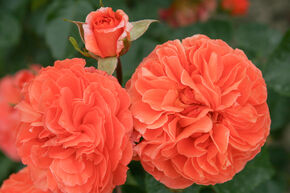 Rosier � Massif 'Orangerie�'