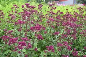 Origan 'Rosenkuppel'