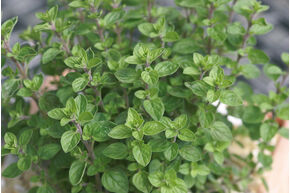 Origan 'Margeritha'