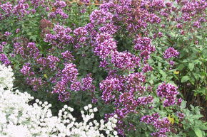 Origan � fleurs 'Herrenhausen'