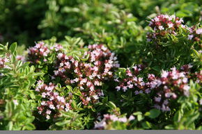 Origan 'Compactum'