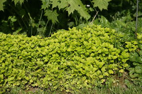 Origan 'Thumbles'