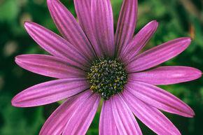 Marguerite du Cap Lilas (lot de 8)