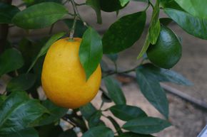 Orange ovale