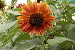 Tournesol rouge BIO