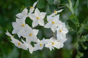 Morelle faux jasmin