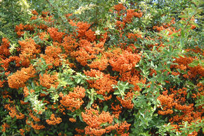 Arbuste de feu 'Orange Glow'