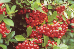 Aub�pine 'Red Column'