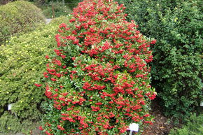 Epine de feu 'Teton'