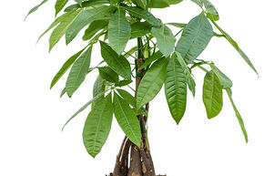 Ch�taignier de Guyane