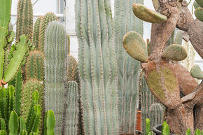 Pachycereus pringlei (160-200)
