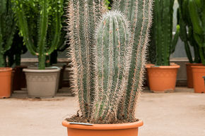 Cactus �l�phant, cardon