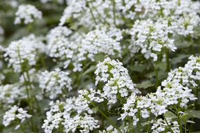 Pachyphragma macrophyllum