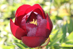 Pivoine 'Buckeye Belle'