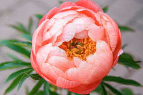 Pivoine hybride 'Coral Charm'