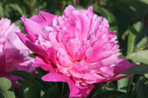 Paeonia x lactflora 'Edulis Superba'