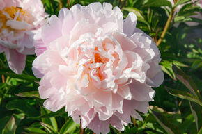 Pivoine 'Lady Alexandra Duff'