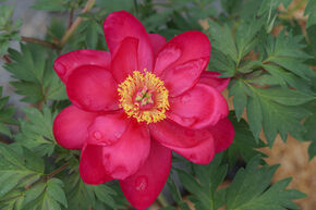 Pivoine Itoh 'Unique'
