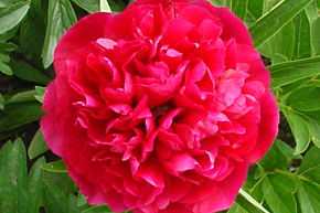 Pivoine 'Rosea Plena'