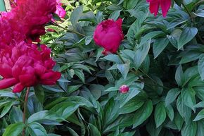 Pivoine 'Adolphe Rousseau