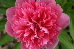 Pivoine 'Dr. Alexander Fleming'
