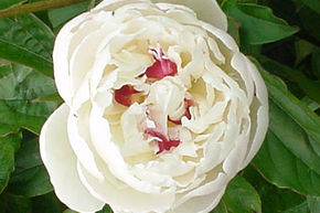 Pivoine 'Festiva Maxima'
