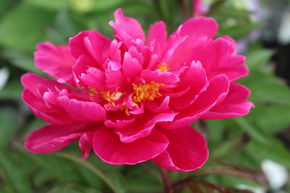 Pivoine 'Karl Rosenfield'